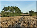SE2923 : Stubble in a field by the M1 by Stephen Craven