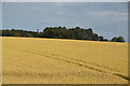 Wheat field