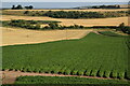 Rows of potatoes