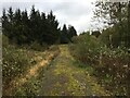 Forestry road near Twiglees Moss