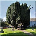 SP2890 : Yew arch, Arley churchyard by A J Paxton