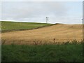 Sheep pasture and stubble at Netherbarns