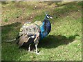 A peacock, Warwick Castle