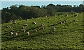 SX8970 : Sheep, Haccombe (1) by Derek Harper