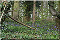 Bluebells, Broxhall Wood