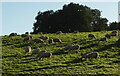SX8970 : Sheep, Haccombe (2) by Derek Harper