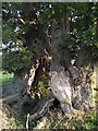 Trunk of an ancient split oak, Monwode Lea