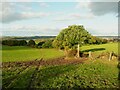 Looking down the edge of a field, Kirkheaton