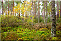NH6959 : Burnside Wood by Julian Paren