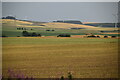 Angus farmland