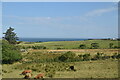 Cattle and pasture near the Burn of Daff