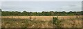 Woods near Grove Farm, from the railway