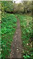 Footpath through woodland towards coast