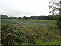 Marshland along Nant Pibwr