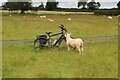 Sheep casing a bike at East Matfen