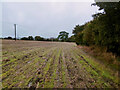 TL5537 : In a Field beside Tiptofts Lane by Chris Heaton