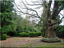 TQ2993 : In Minchenden Oak Garden by Robin Webster