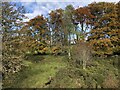 Beeches above the Kindrum Burn