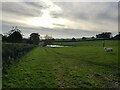 Sheep in a field near a pond