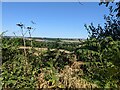 A view through the vegetation at Bangeston Bottom