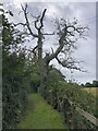 Wales Coast  Path heading south from St Clears