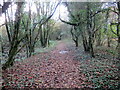 Llwybr coedog / Wooded path