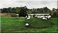 A bank of swans on a bank guarding the only access to Hirsel Lake