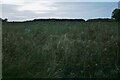 Field by Trotting Horse Lane, Lambfair Green