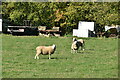 TQ8536 : Sheep, Gribble Bridge Lane Farm by N Chadwick