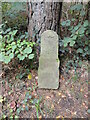 ST4564 : Old Boundary Marker in King's Wood, Congresbury by Roadside Relics