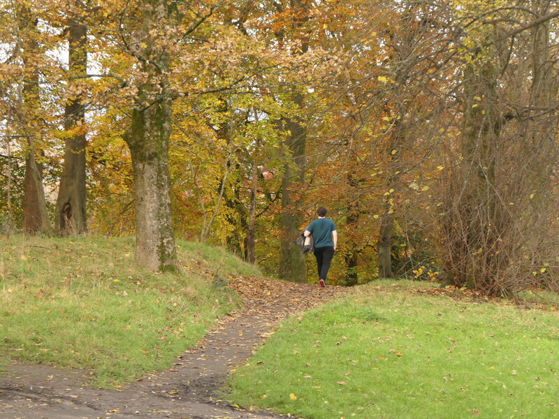 Oak woods, Camp Hill © Richard Webb cc-by-sa/2.0 :: Geograph Britain ...