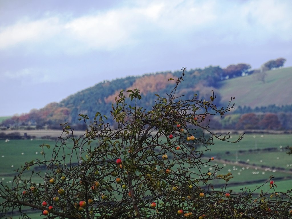 crab-apple-tree-beside-whinny-lane-robert-graham-cc-by-sa-2-0