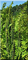 ST7734 : Royal fern, Stourhead by Derek Harper