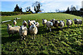 Sheep, Dunmullan