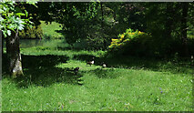 ST7734 : Canada geese, Stourhead Gardens by Derek Harper