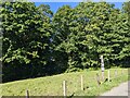 The picnic area in Minwear Wood