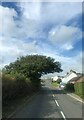 Tree overhanging the road at Llangynin