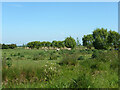 Sheep grazing, Marshside