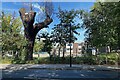 Lopped tree, Beulah Hill, Upper Norwood