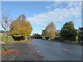 Autumn colour on Delahays Road