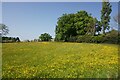 Field of buttercups near Lomber Hey Farm