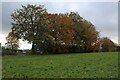 Trees in Autumnal Leaf near William Henry Smith School