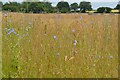 SJ8308 : Field of cornflowers near Boscobel House by Rod Grealish