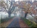 Tree lined road, Aber