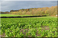 Farmland, Lane End