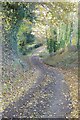 SO7640 : Autumnal road by Philip Halling