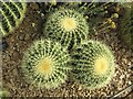 TQ0658 : RHS Wisley - Cactus by Colin Smith
