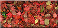 ST5775 : Acer leaves, Westbury Park by Derek Harper