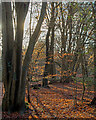 TQ4399 : Autumnal view near Genesis Slade, Epping Forest by Roger Jones