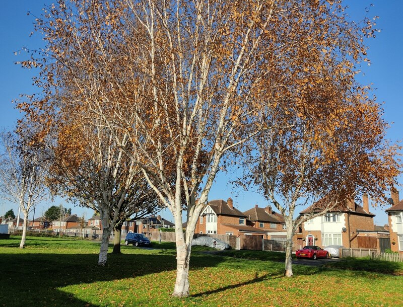 Trees along the Kingsway in Braunstone... © Mat Fascione cc-by-sa/2.0 ...